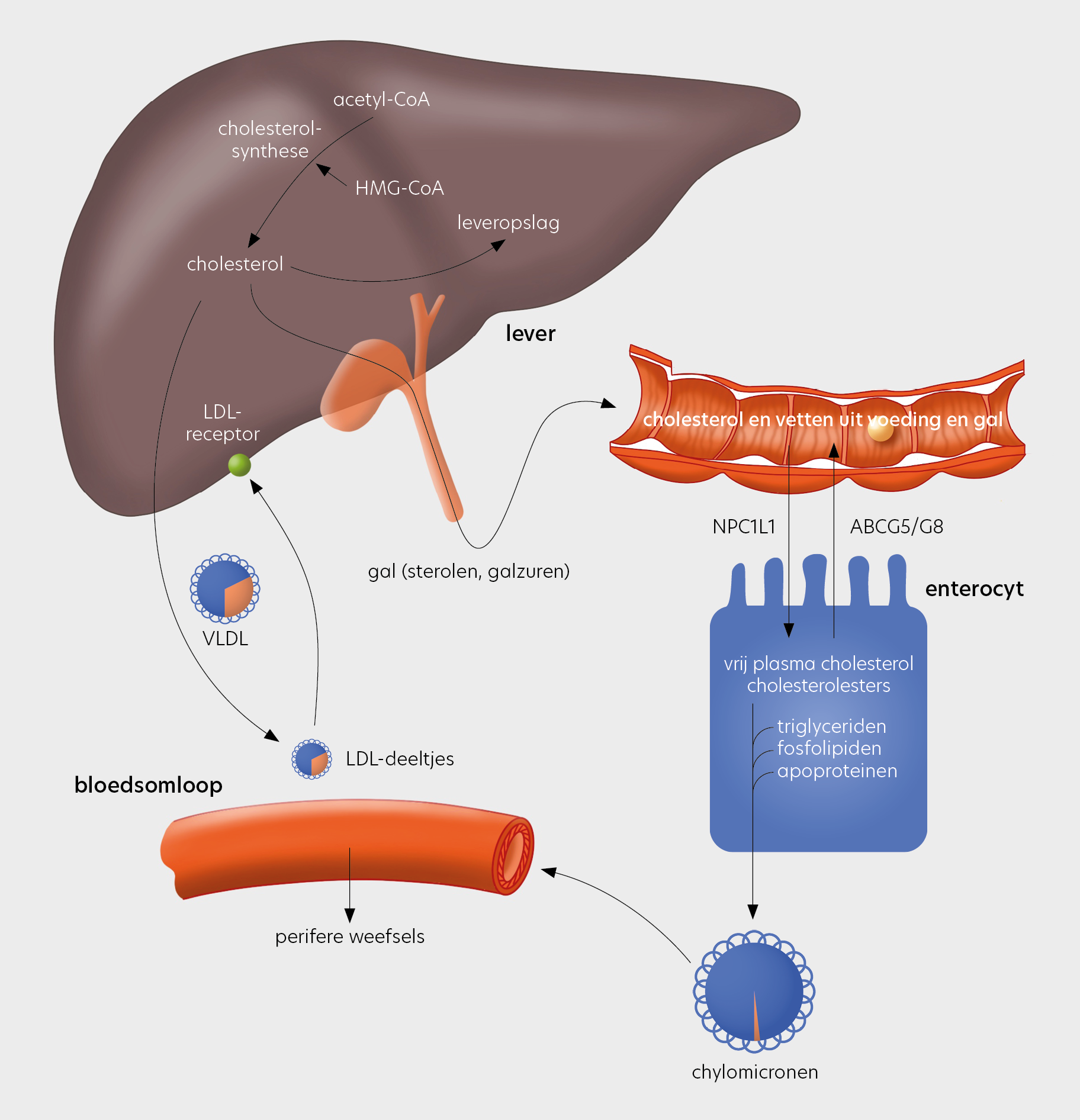 LDL cholesterol Lipid Tools
